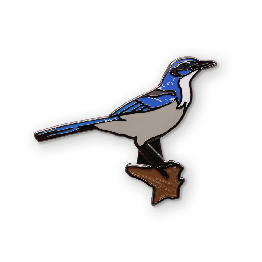 Scrub Jay Pin