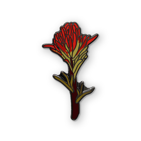 Indian Paintbrush