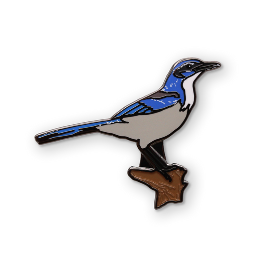 Scrub Jay Pin