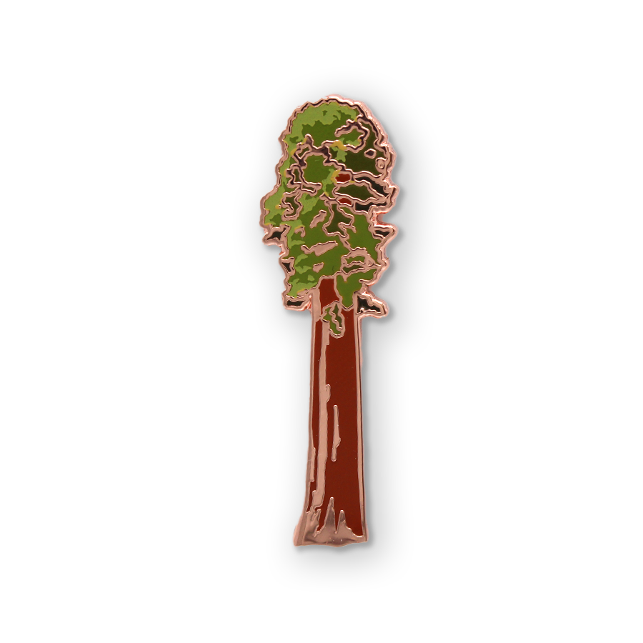 Sequoia Tree